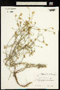 Centaurea sterilis image