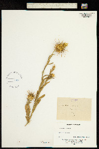 Image of Centaurea sulphurea