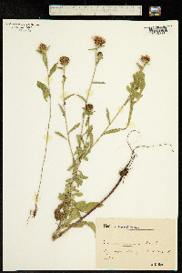 Image of Centaurea nigrescens