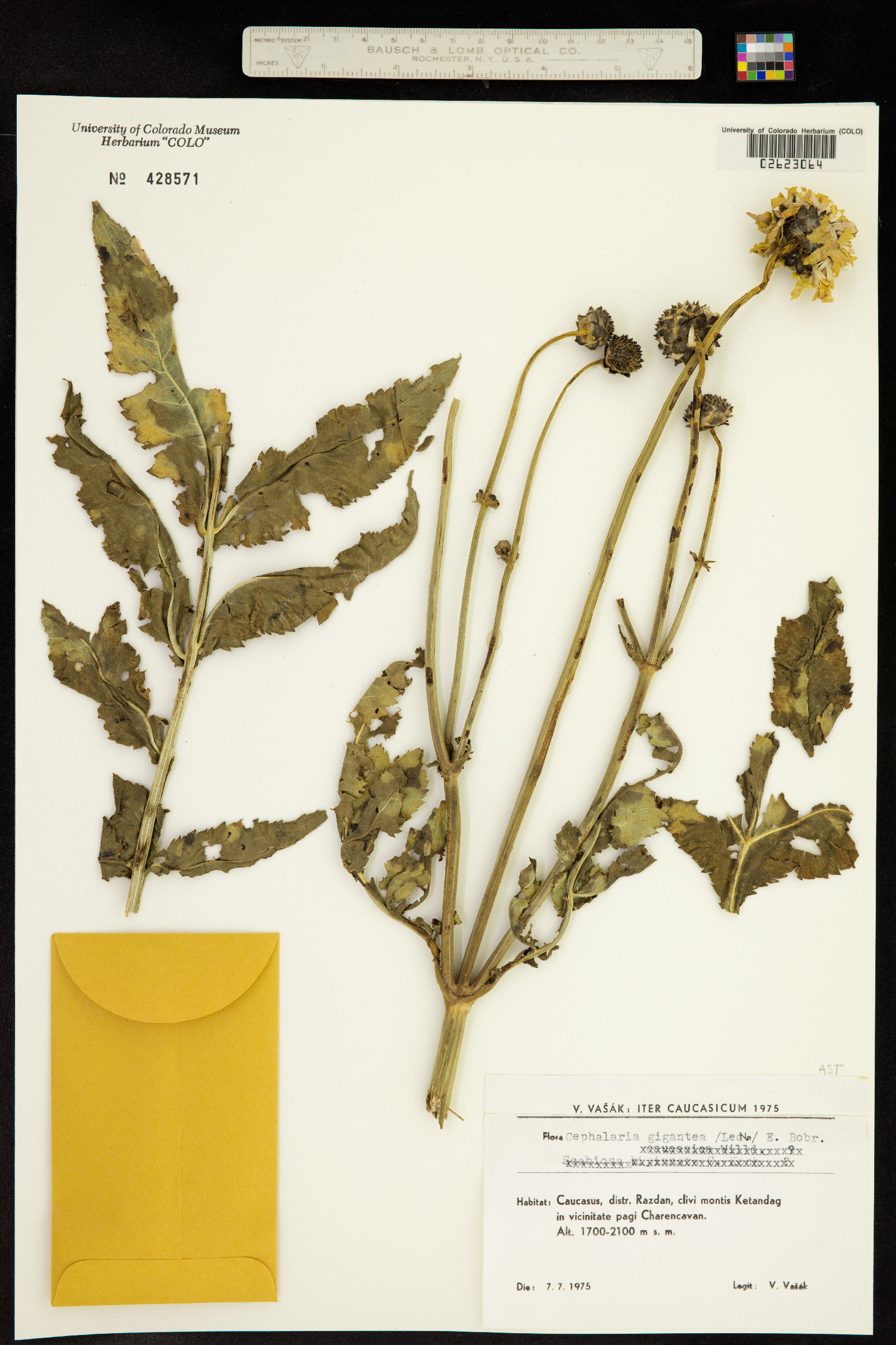Cephalaria gigantea image