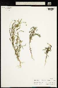 Helenium aromaticum image