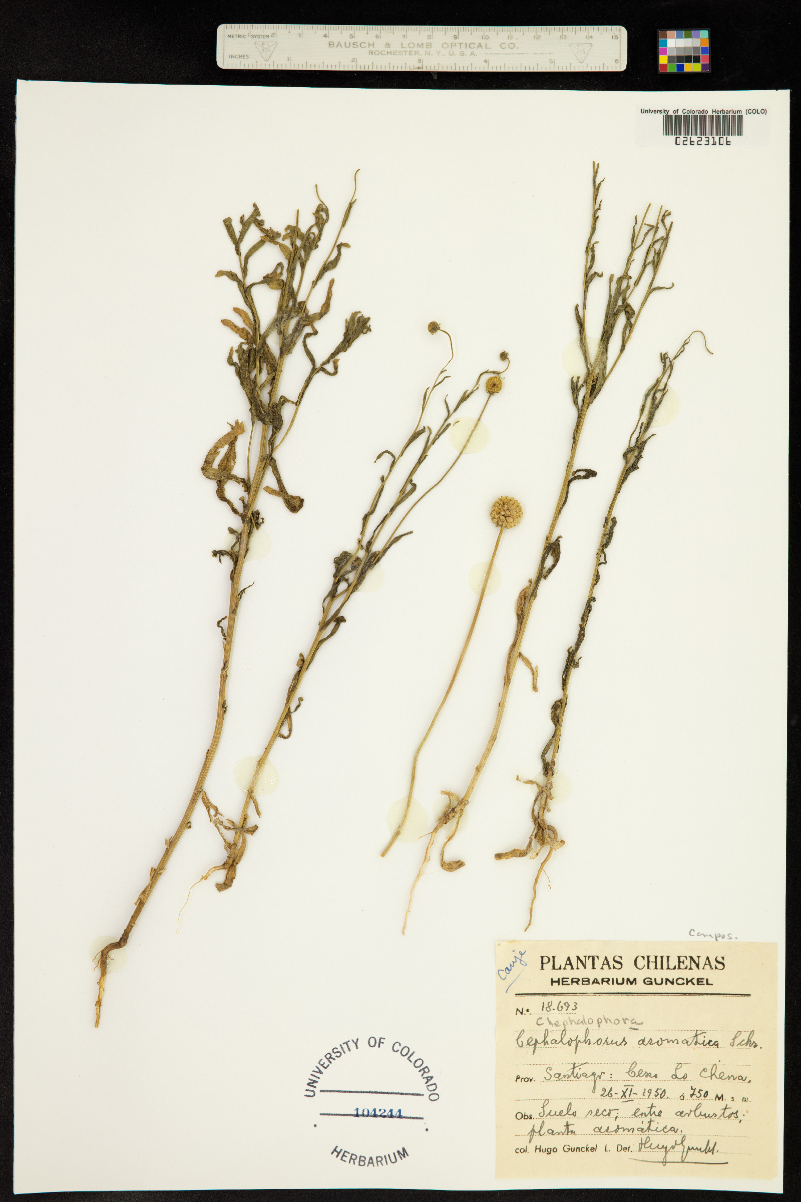 Helenium aromaticum image