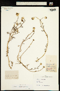 Image of Chamaemelum fuscatum