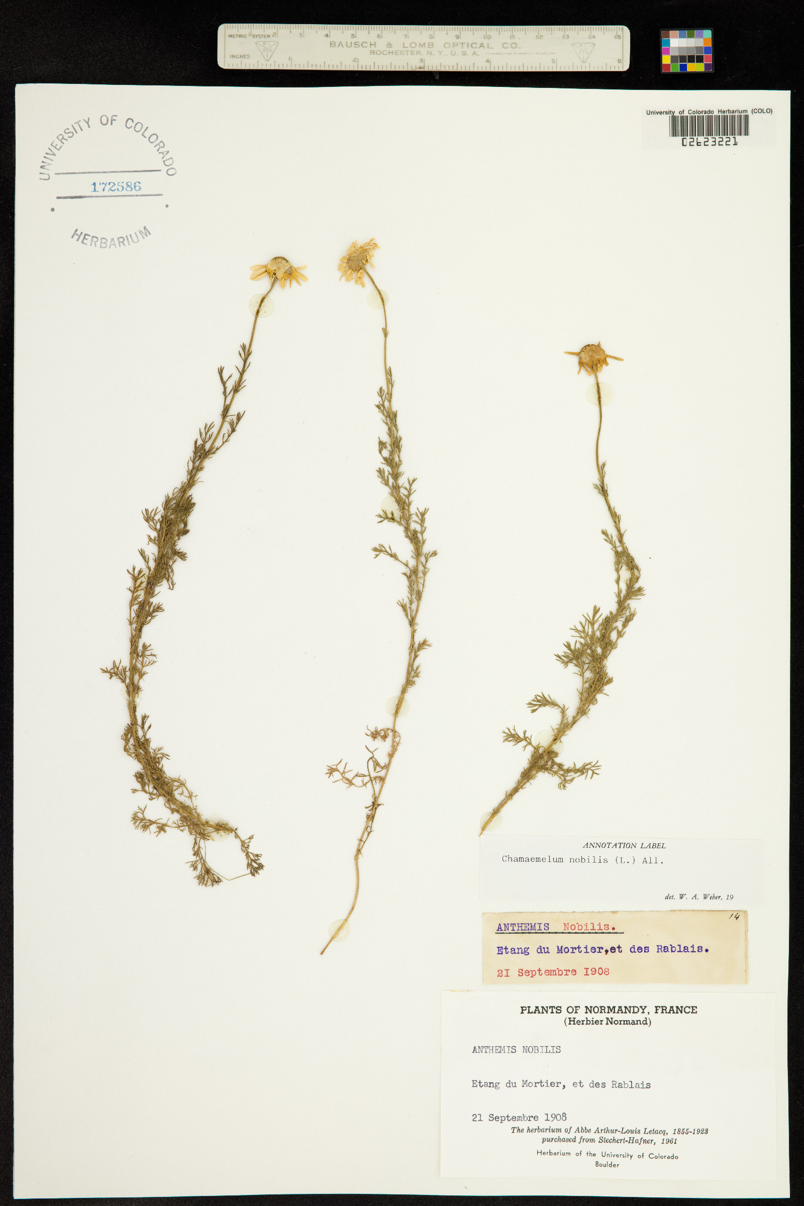 Chamaemelum nobilis image