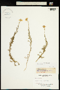 Image of Chamaemelum nobilis