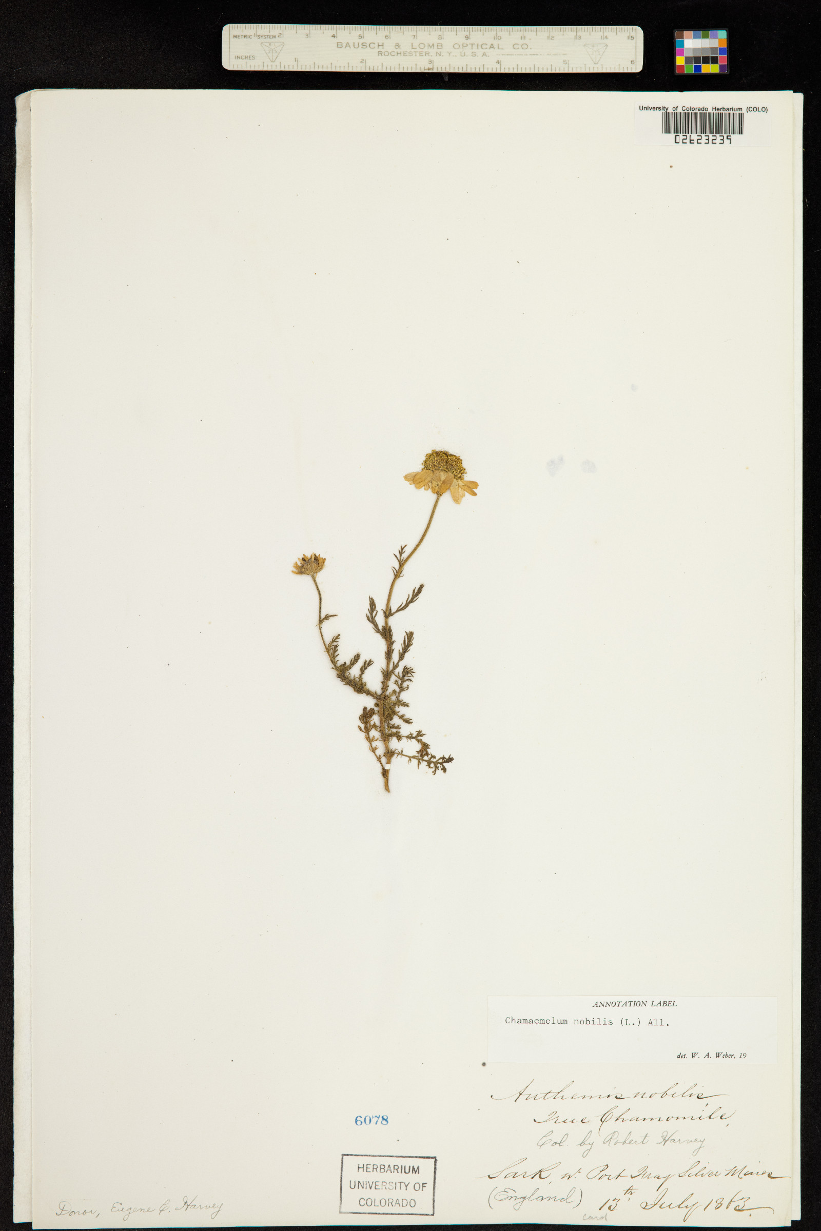 Chamaemelum nobilis image