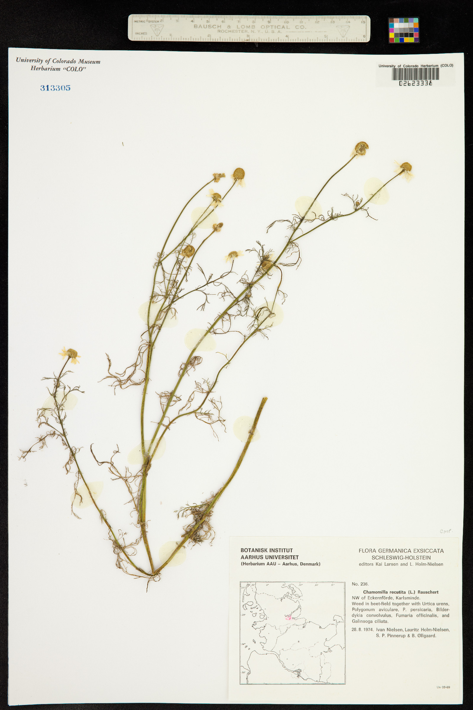 Matricaria image