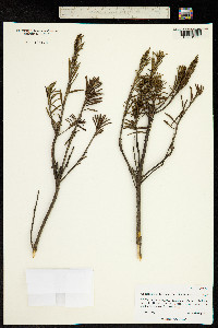 Chiliotrichum diffusum image