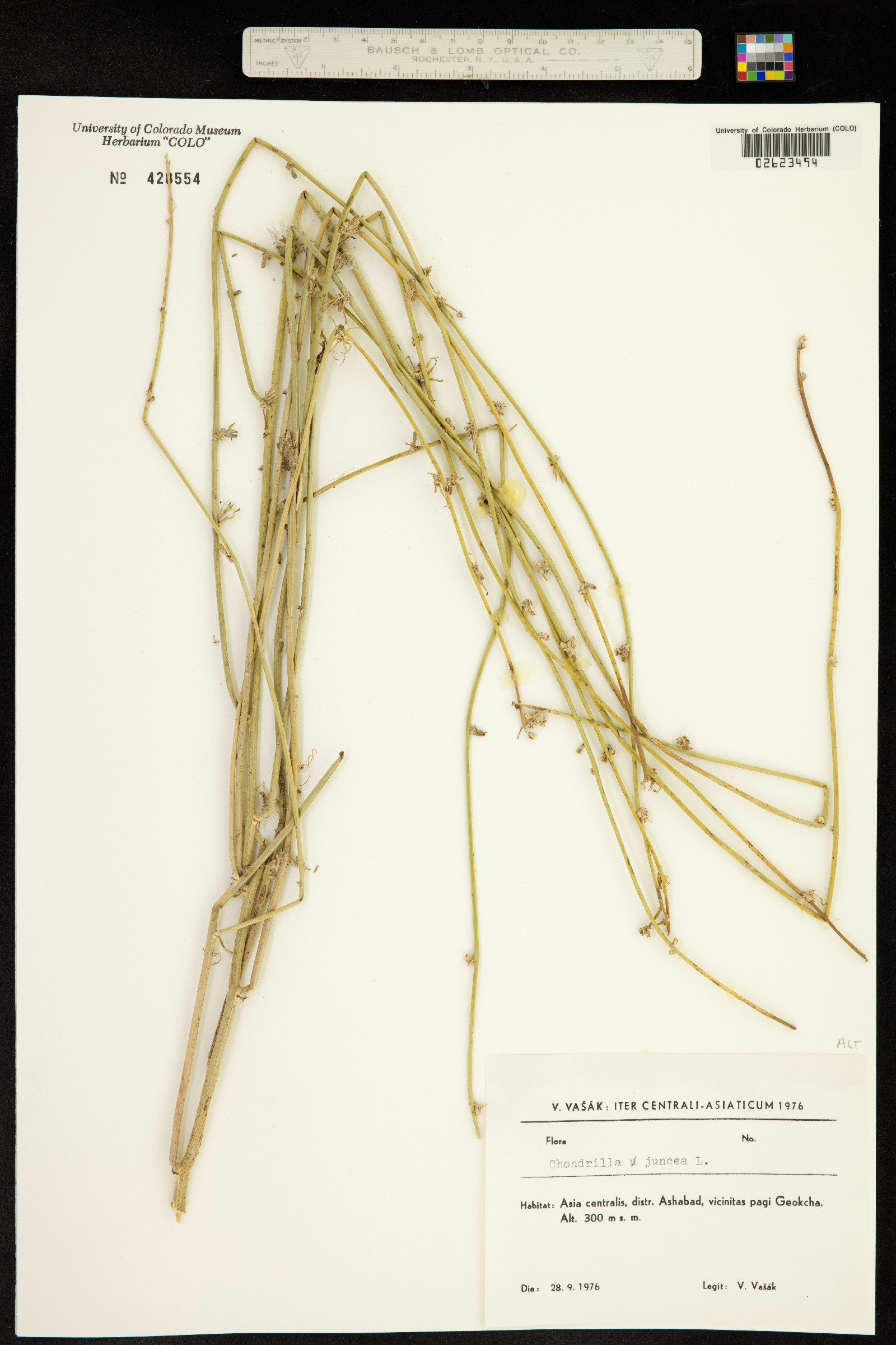 Chondrilla juncea image