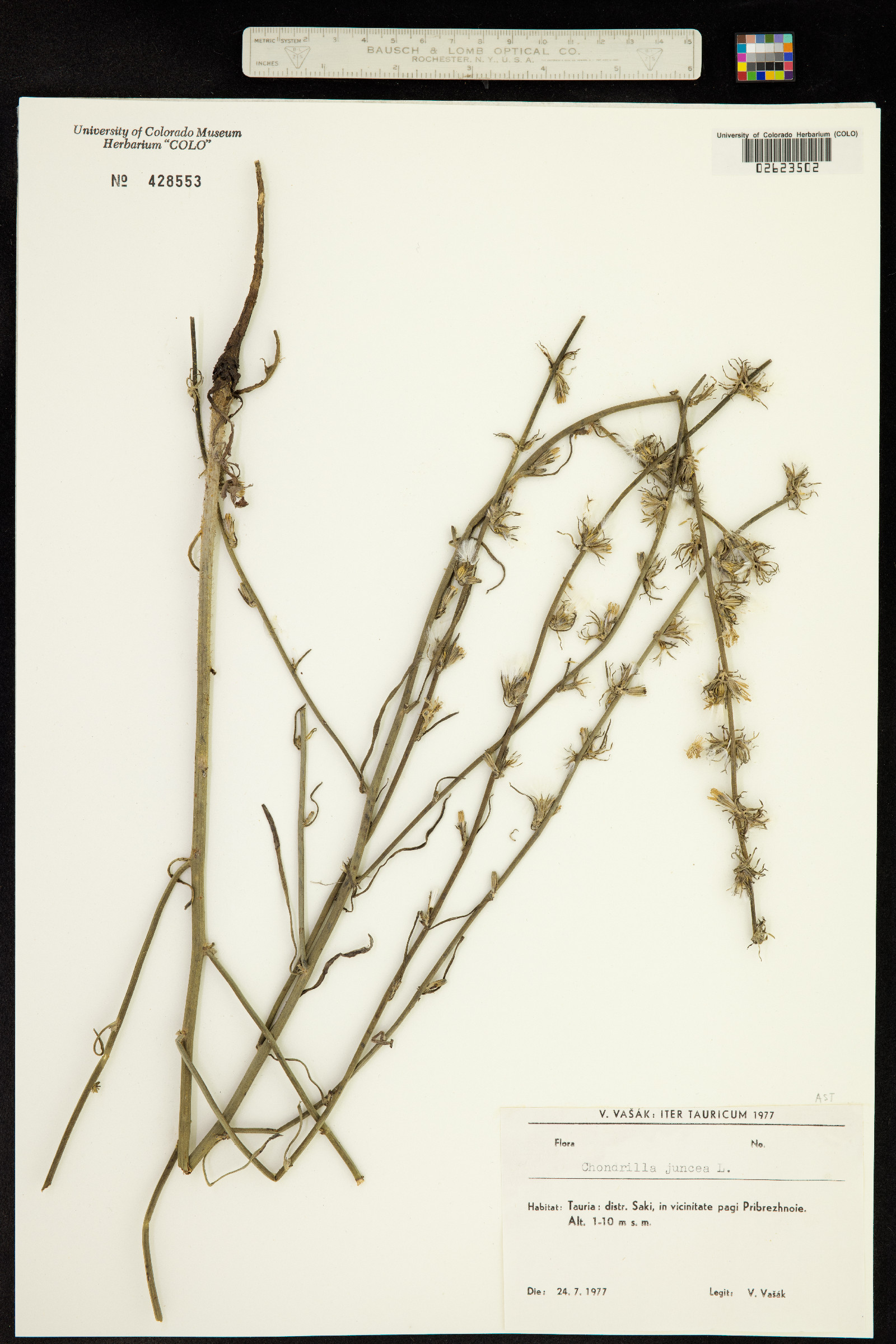 Chondrilla juncea image