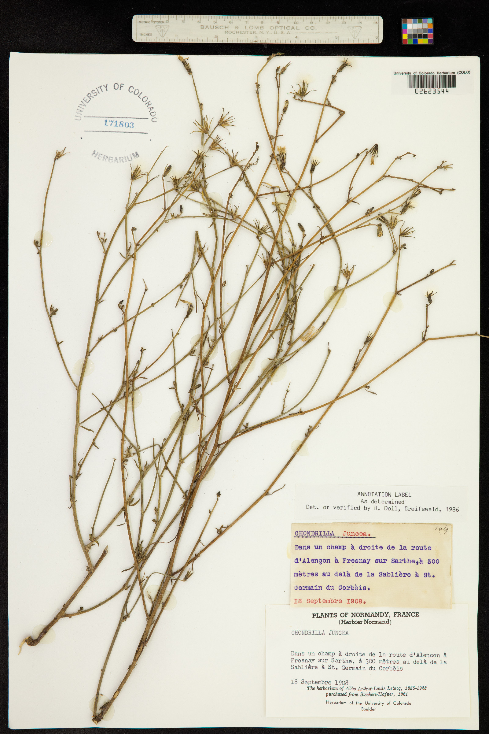 Chondrilla juncea image
