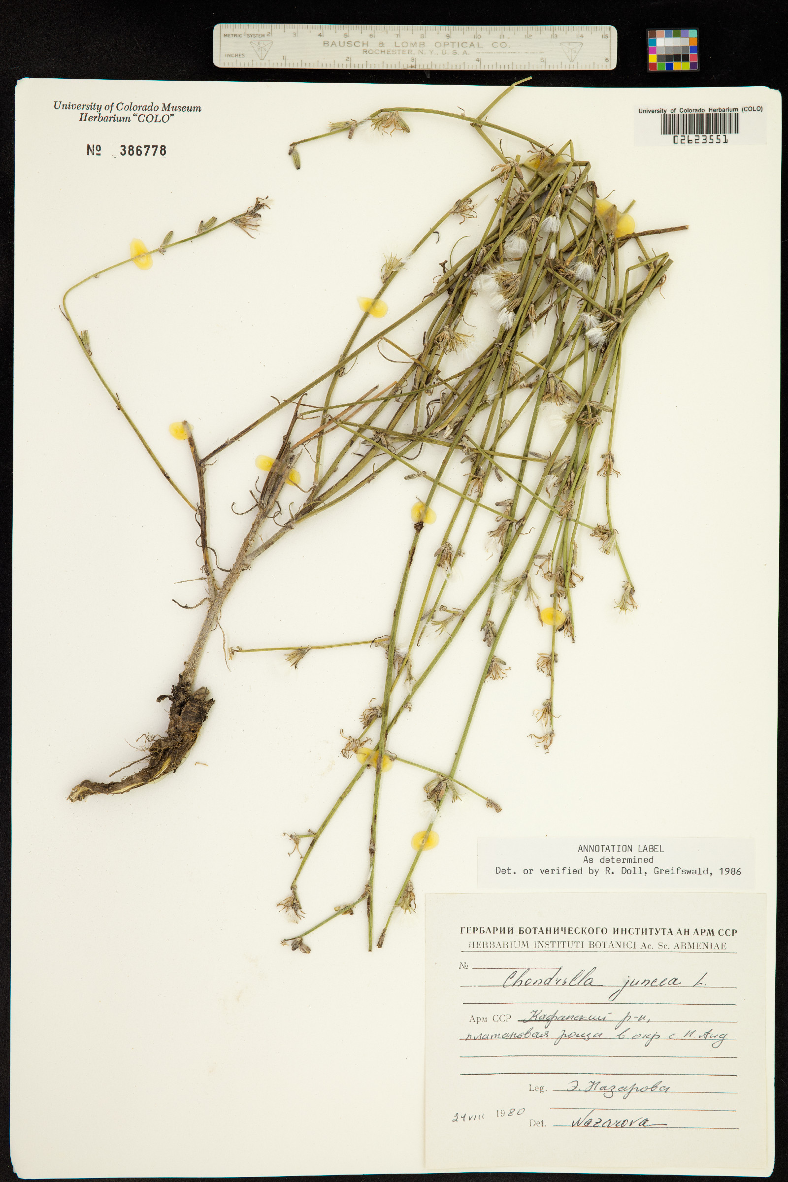 Chondrilla juncea image
