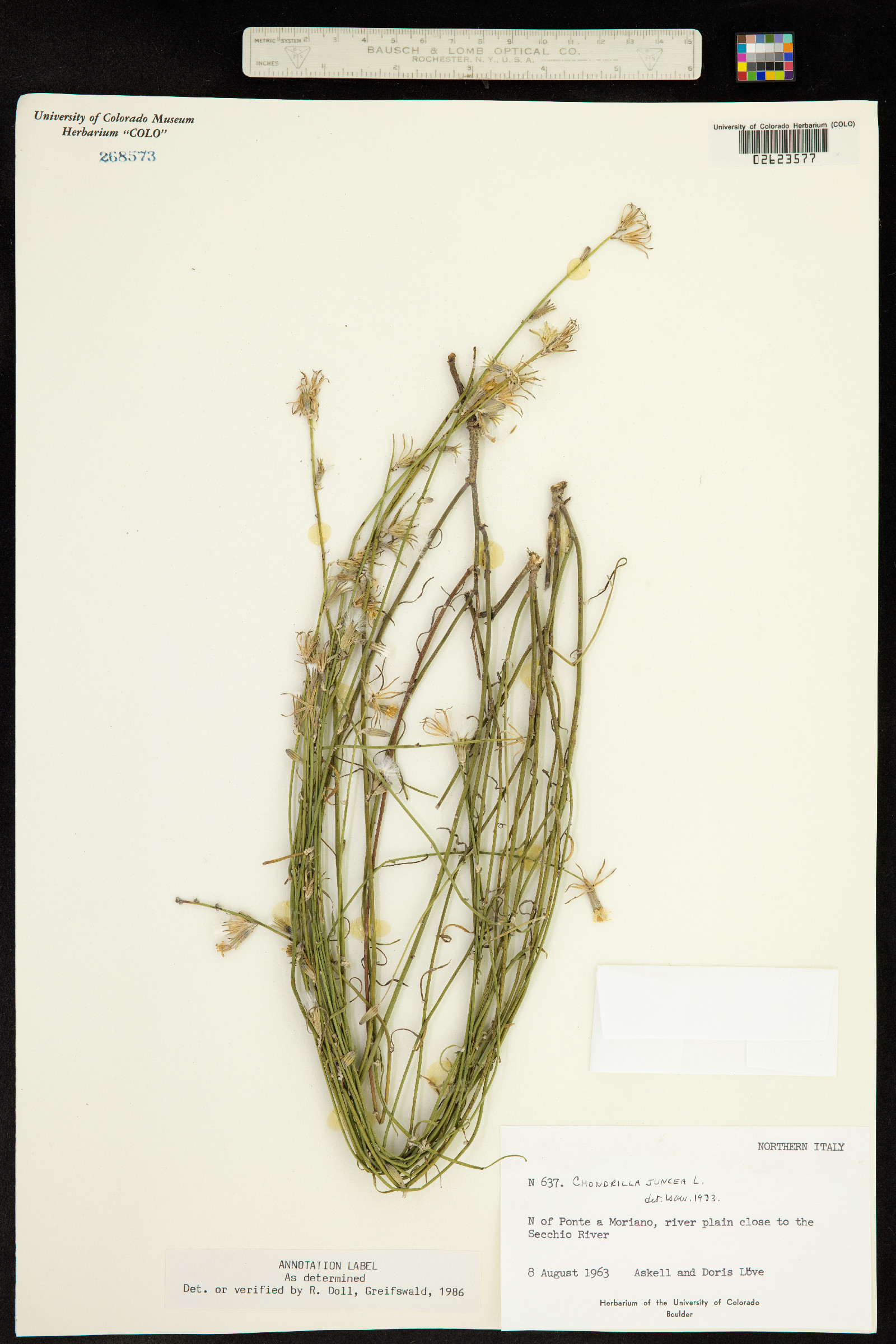 Chondrilla image