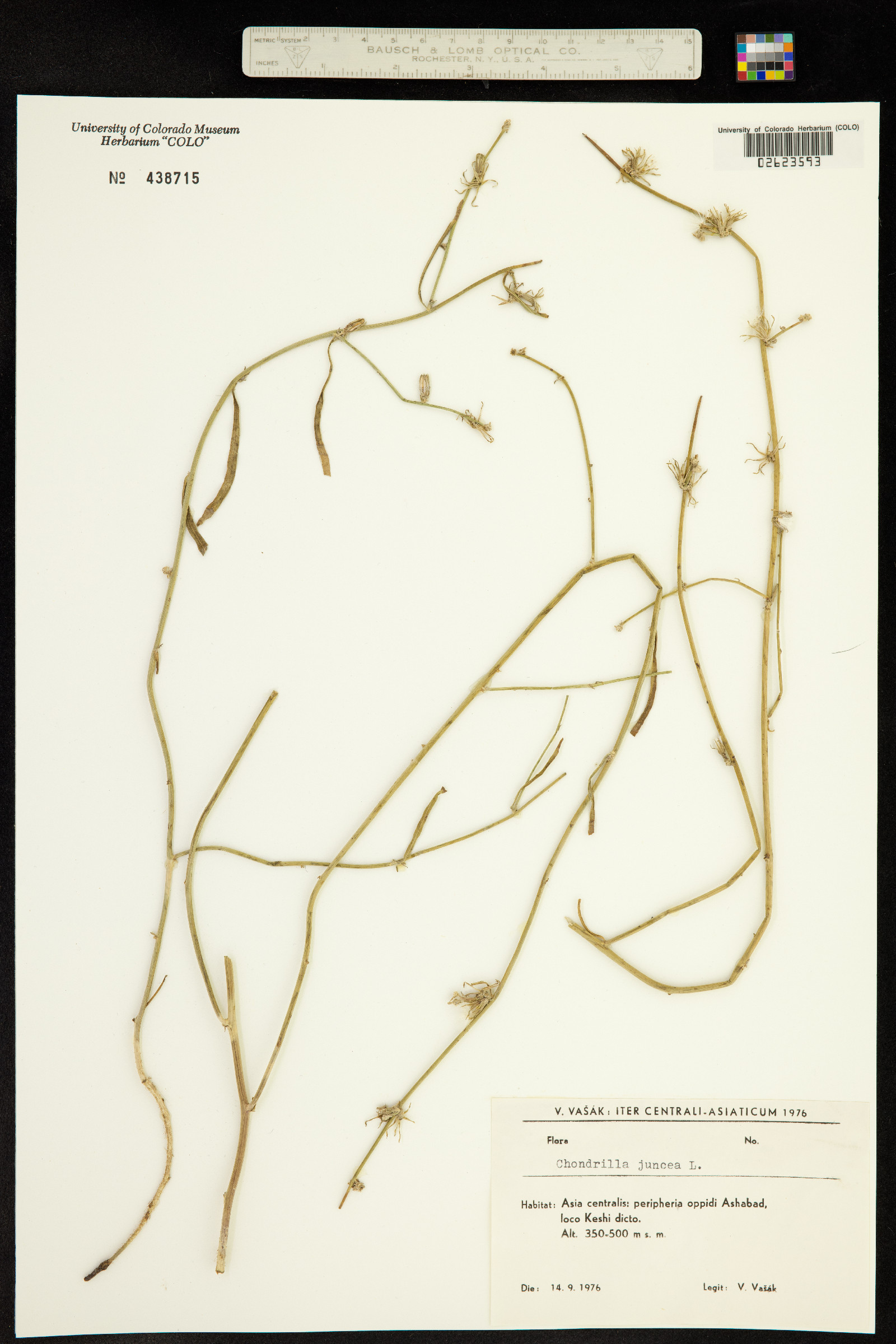 Chondrilla juncea image