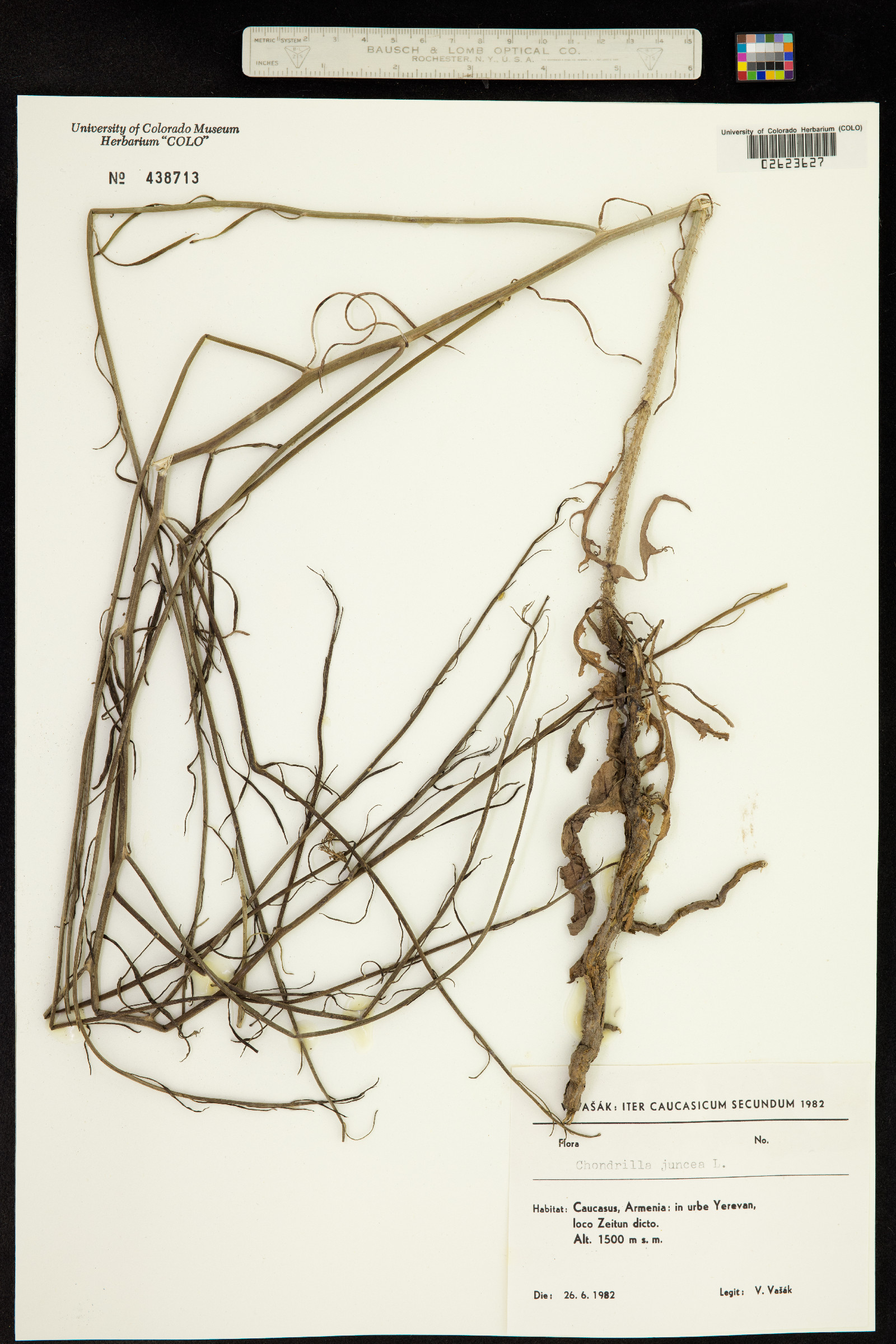 Chondrilla juncea image