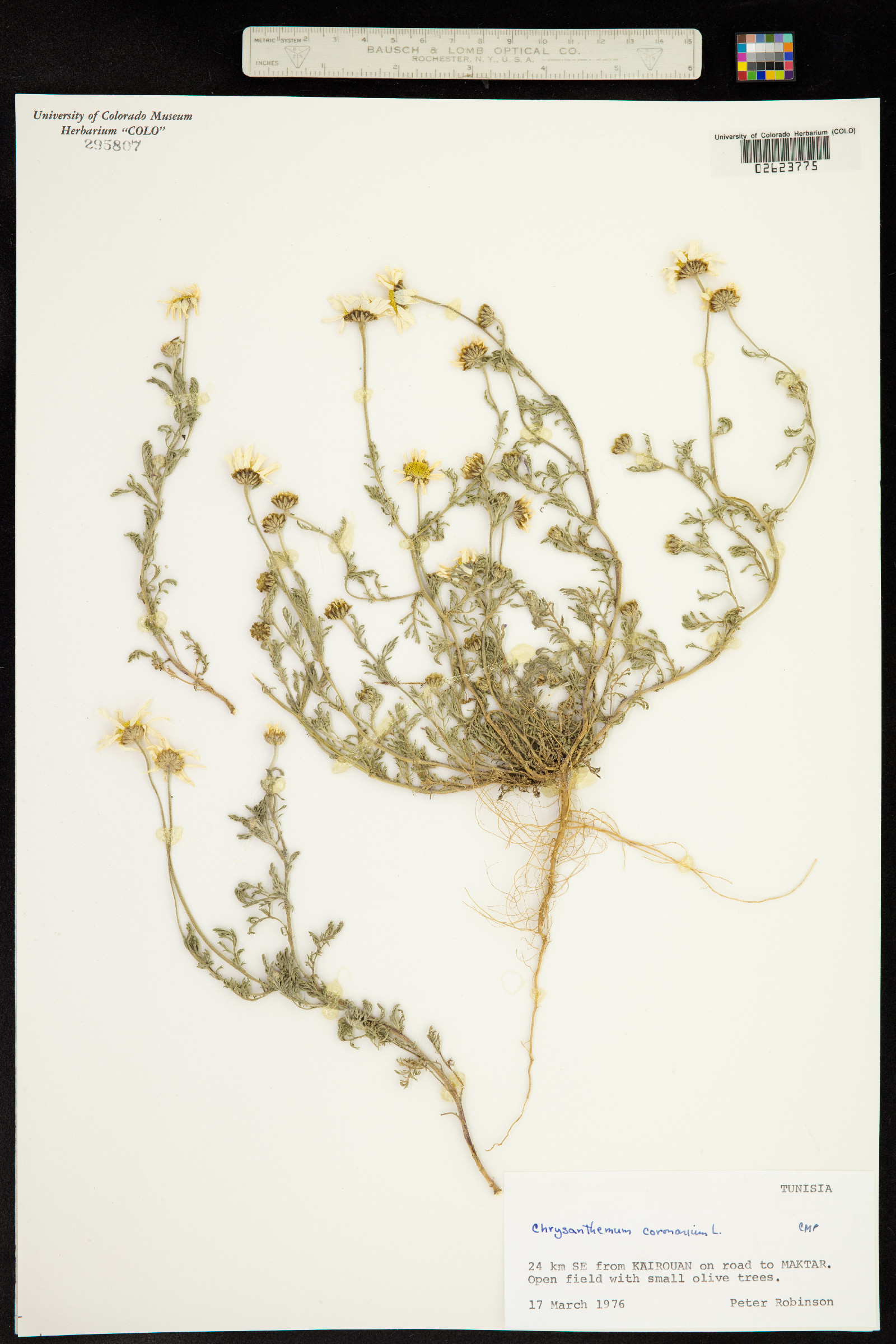 Chrysanthemum coronarium image