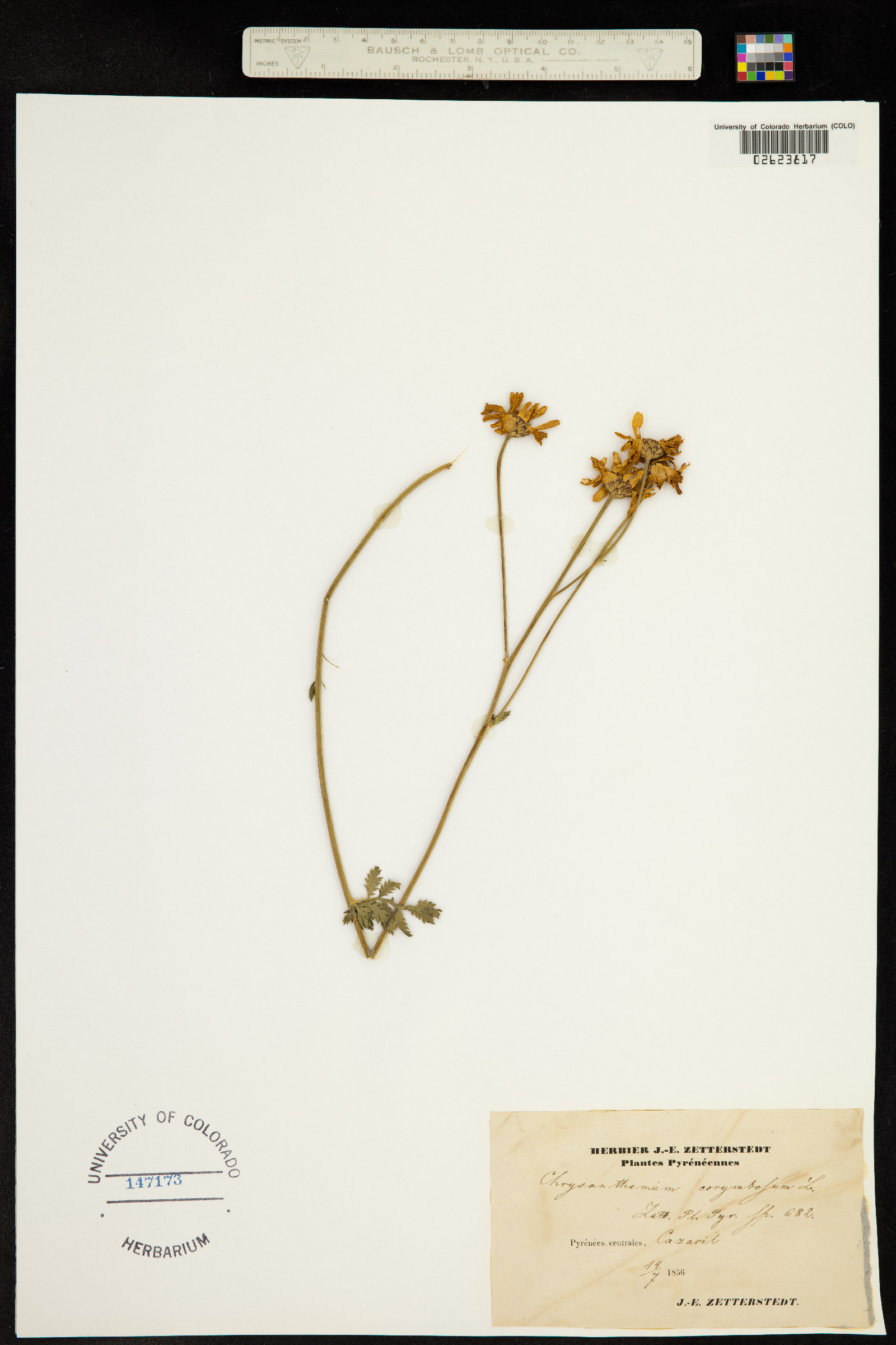 Tanacetum corymbosum image