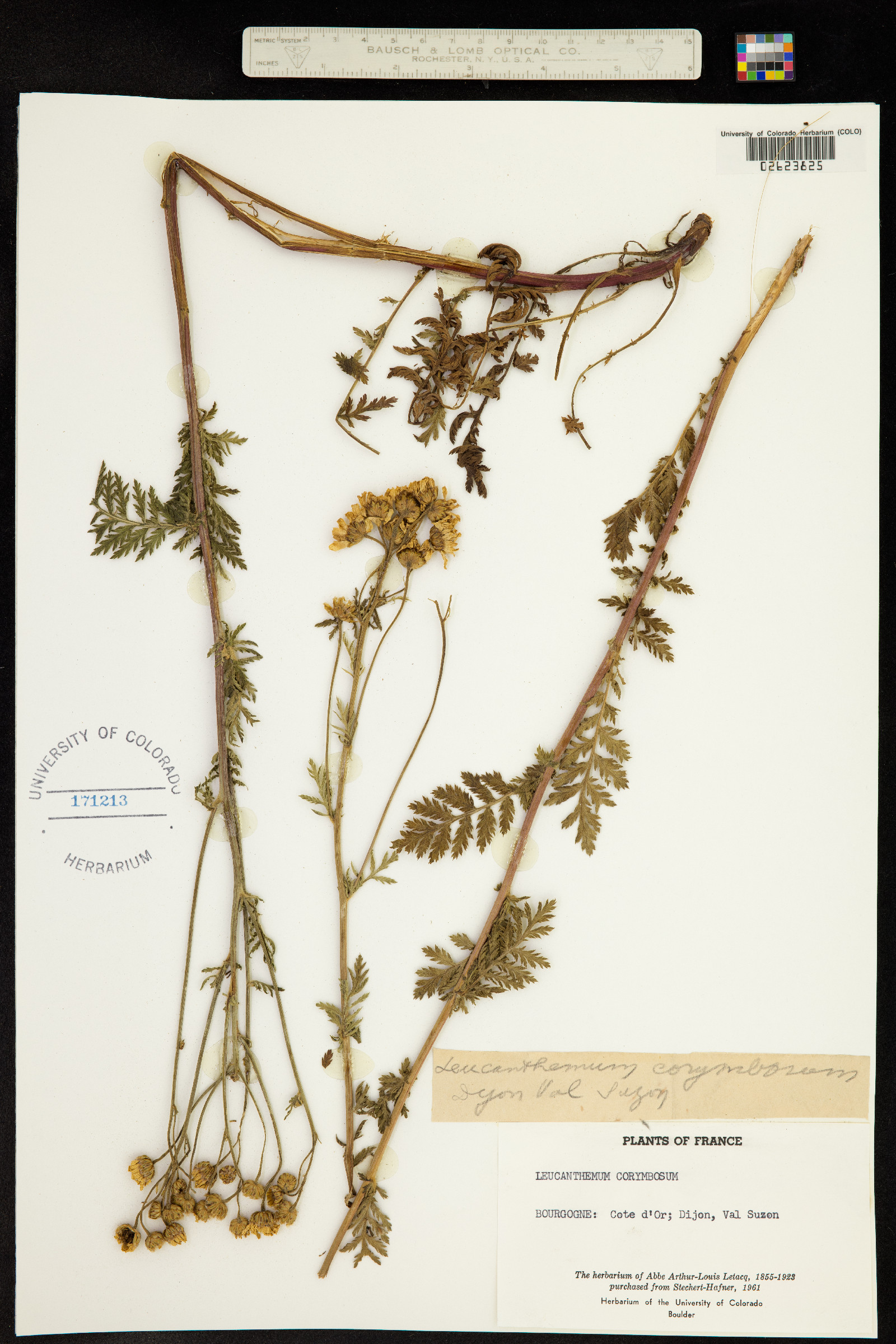 Tanacetum corymbosum image