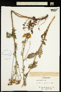 Chrysanthemum corymbosum image
