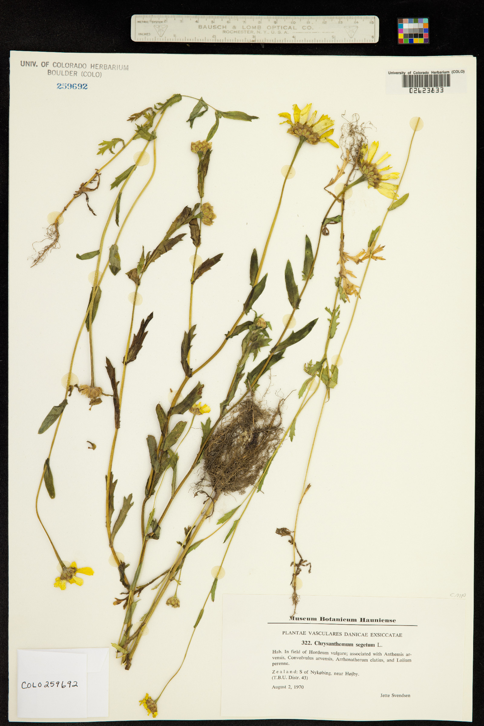 Chrysanthemum segetum image