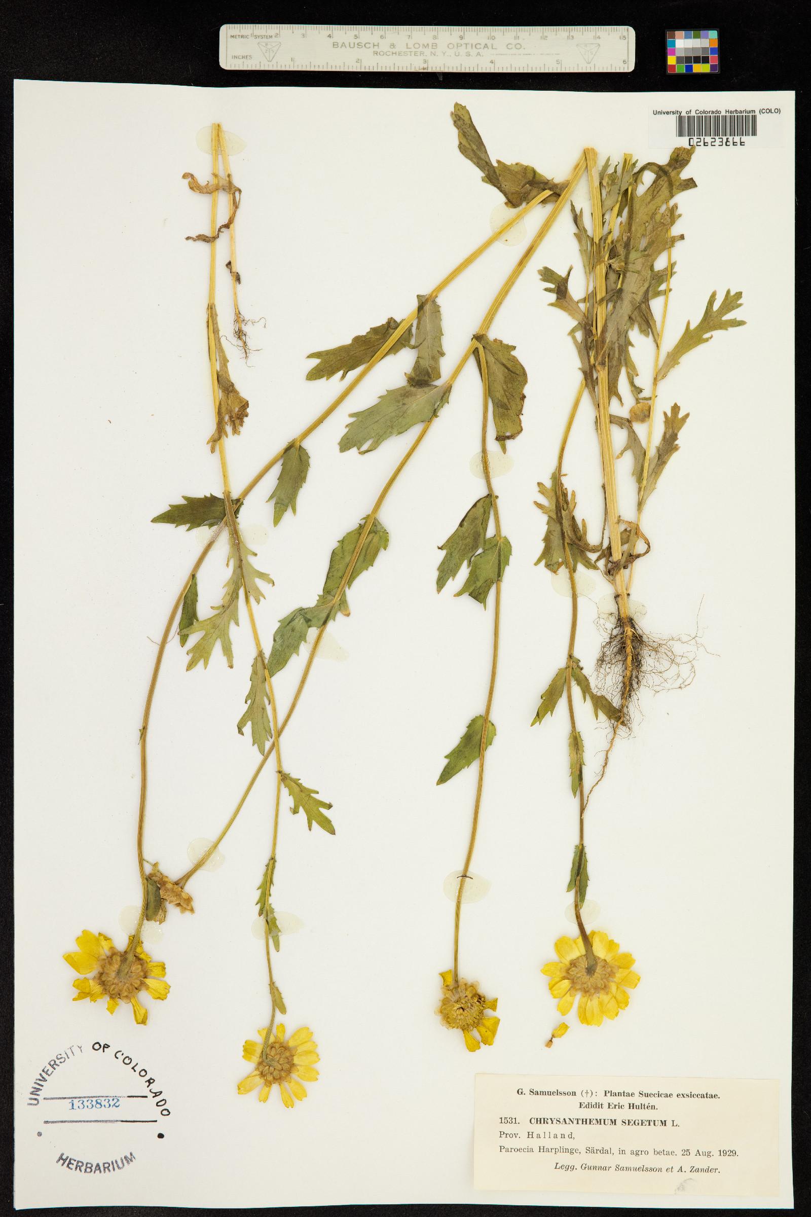 Chrysanthemum segetum image