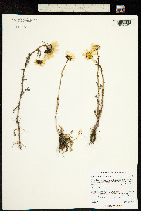 Image of Chrysanthemum arcticum