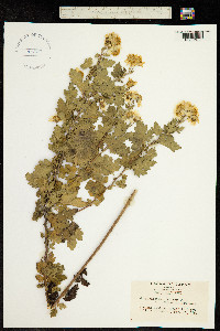 Image of Chrysanthemum indicum