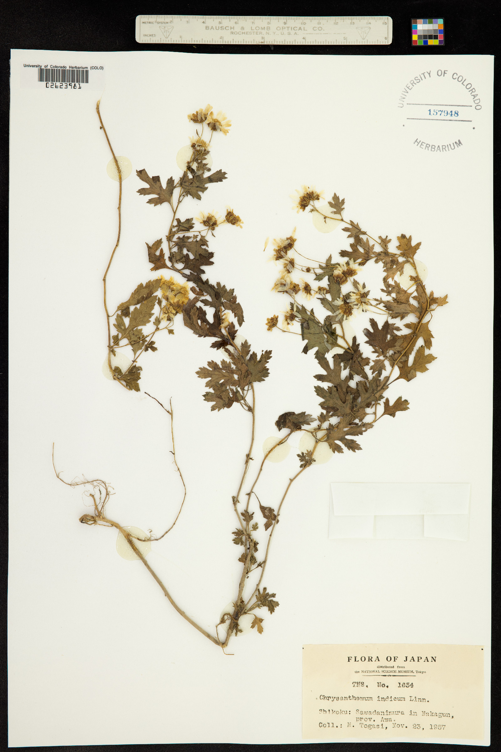 Chrysanthemum indicum image