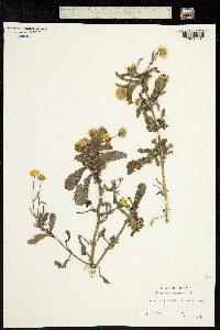 Coleostephus myconis subsp. myconis image
