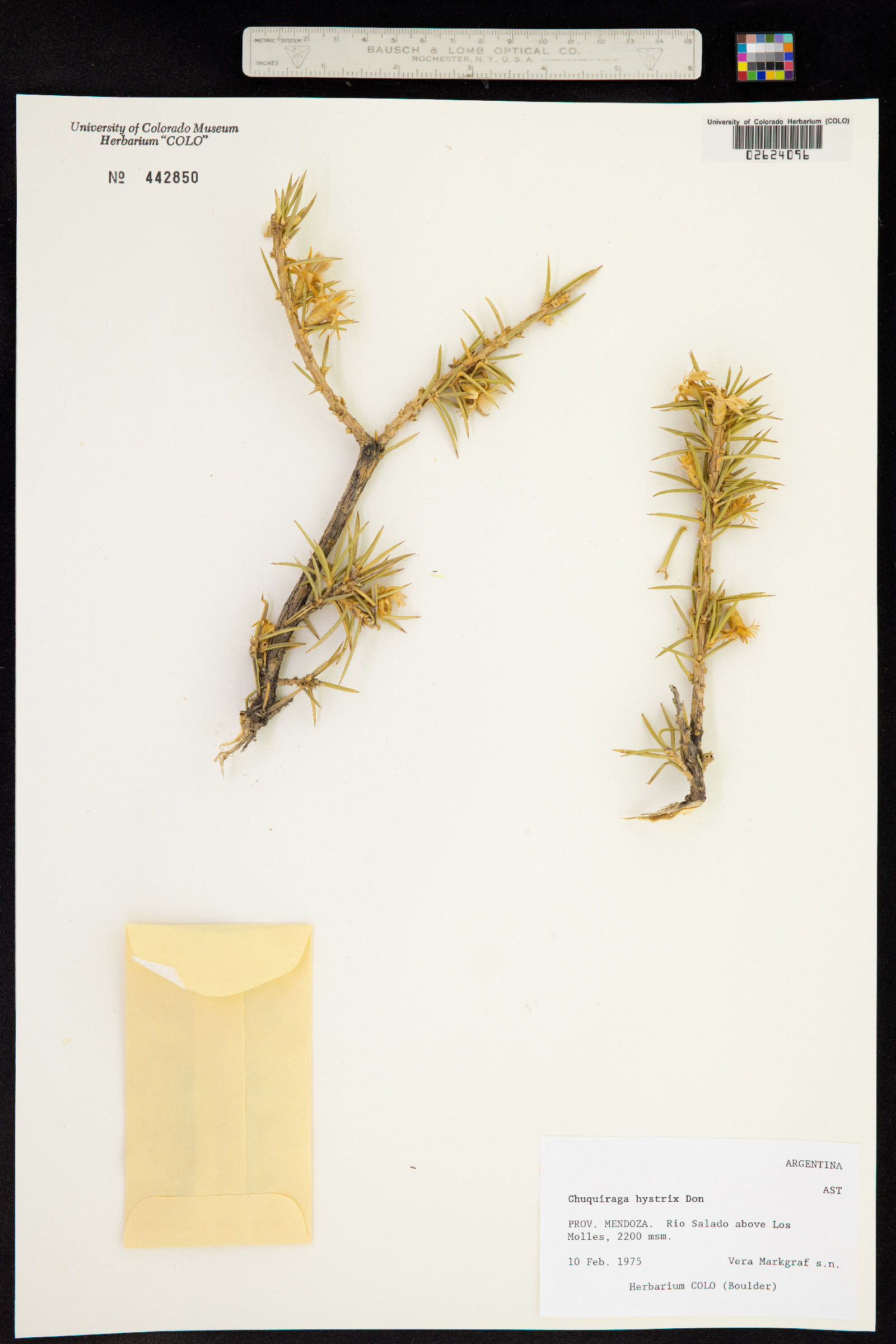 Chuquiraga erinacea subsp. hystrix image