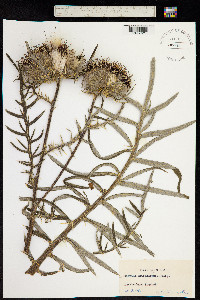 Image of Cirsium eriophorum