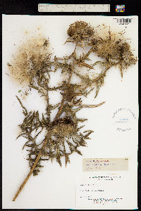 Cirsium eriophorum image