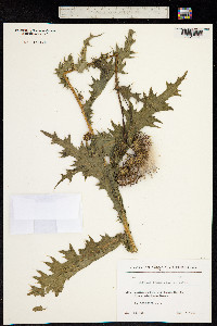 Cirsium canum image