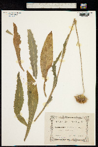 Cirsium canum image