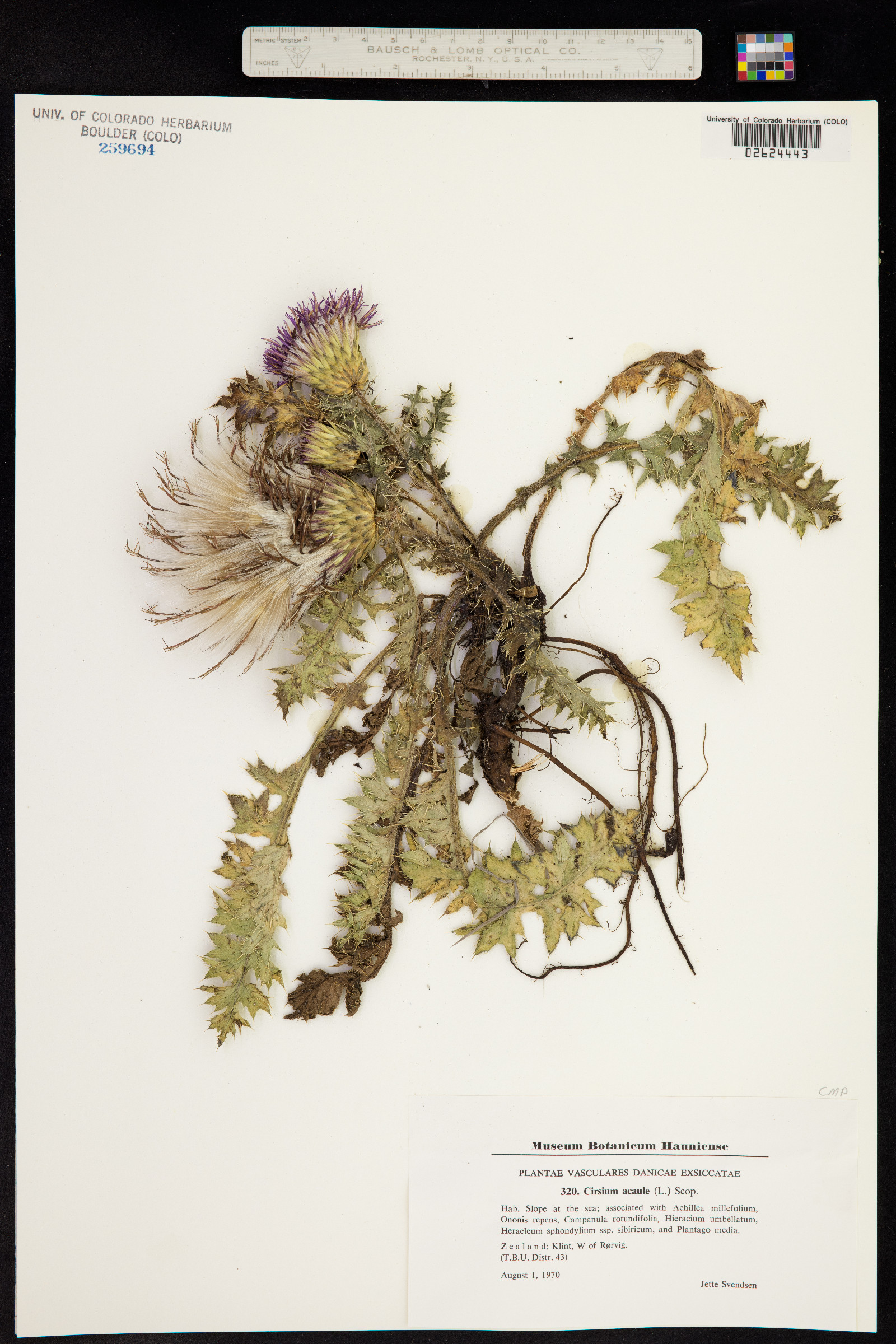 Cirsium acaule image
