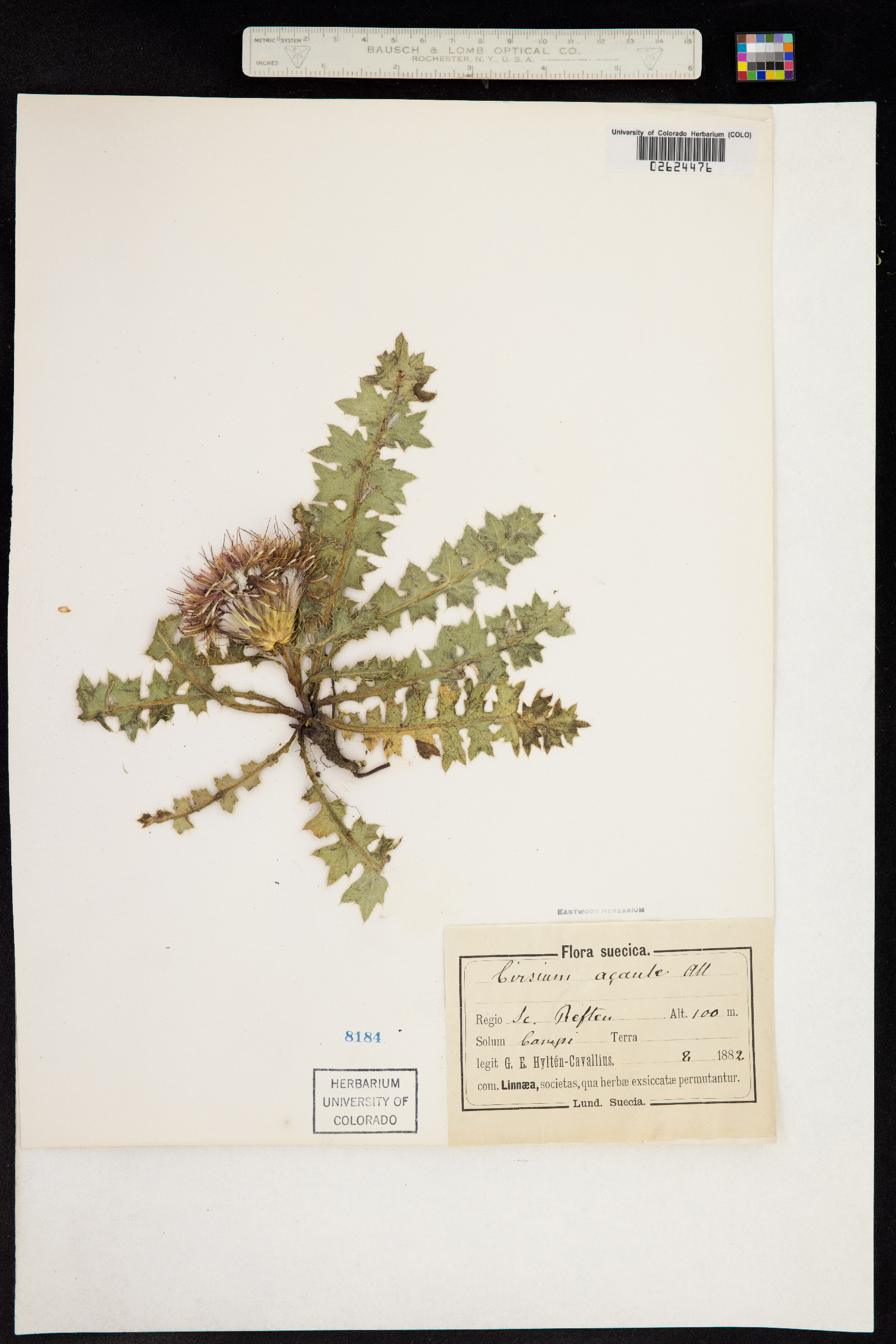 Cirsium acaule image