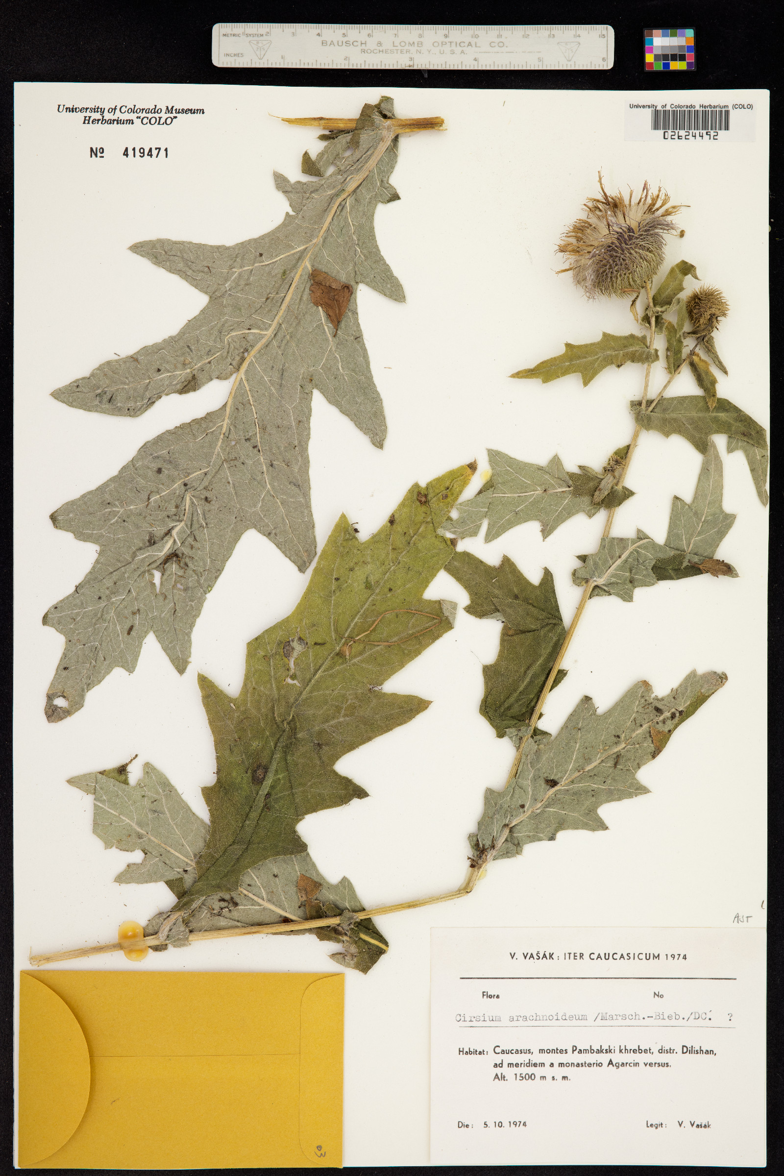 Cirsium arachnoideum image