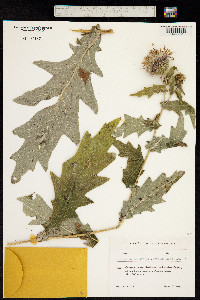 Cirsium arachnoideum image