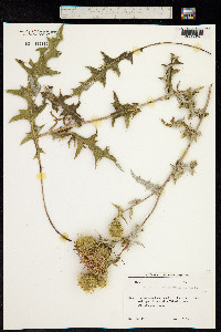 Cirsium arachnoideum image