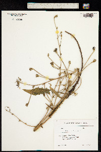 Cichorium intybus image