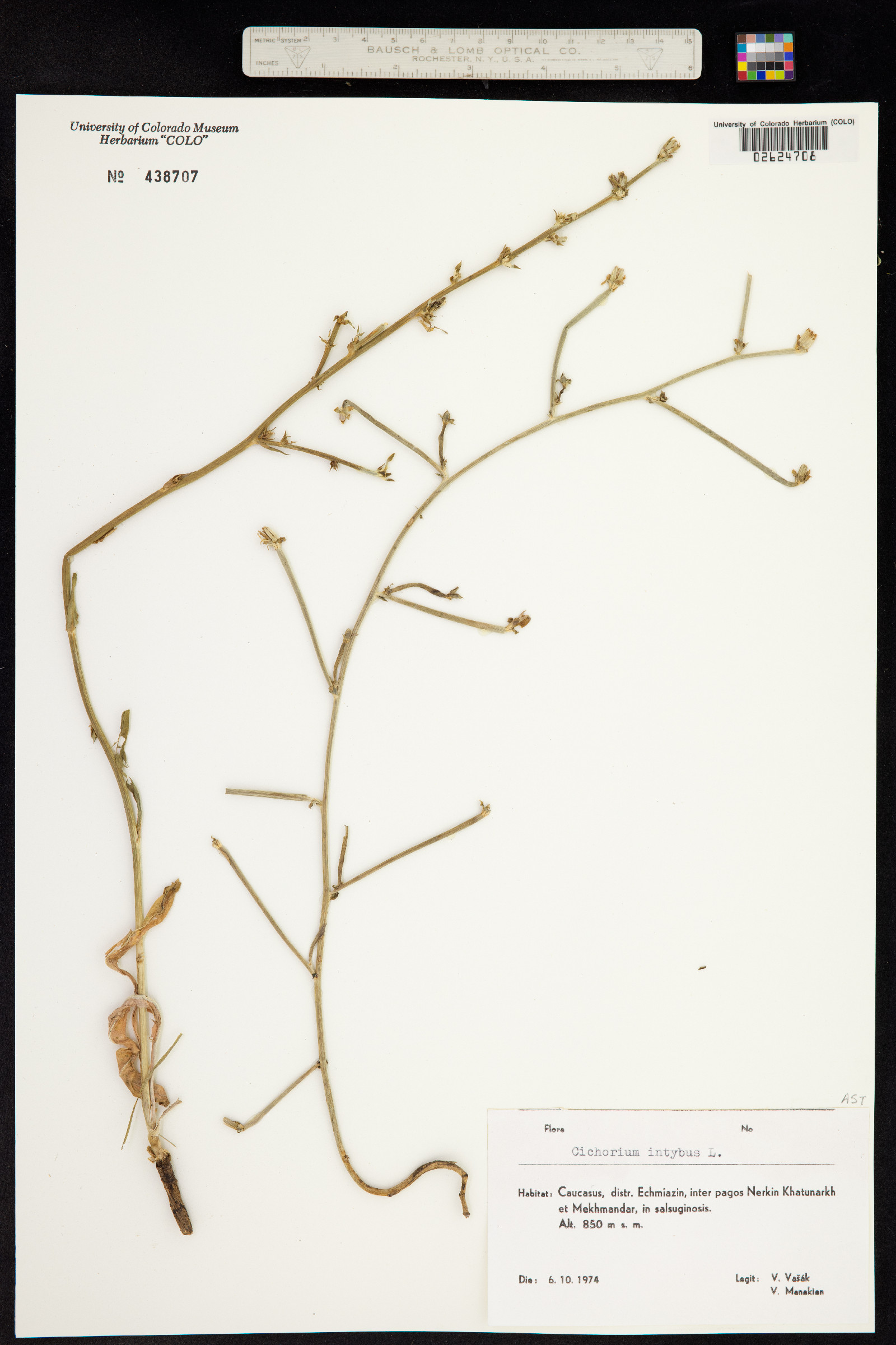 Cichorium intybus image