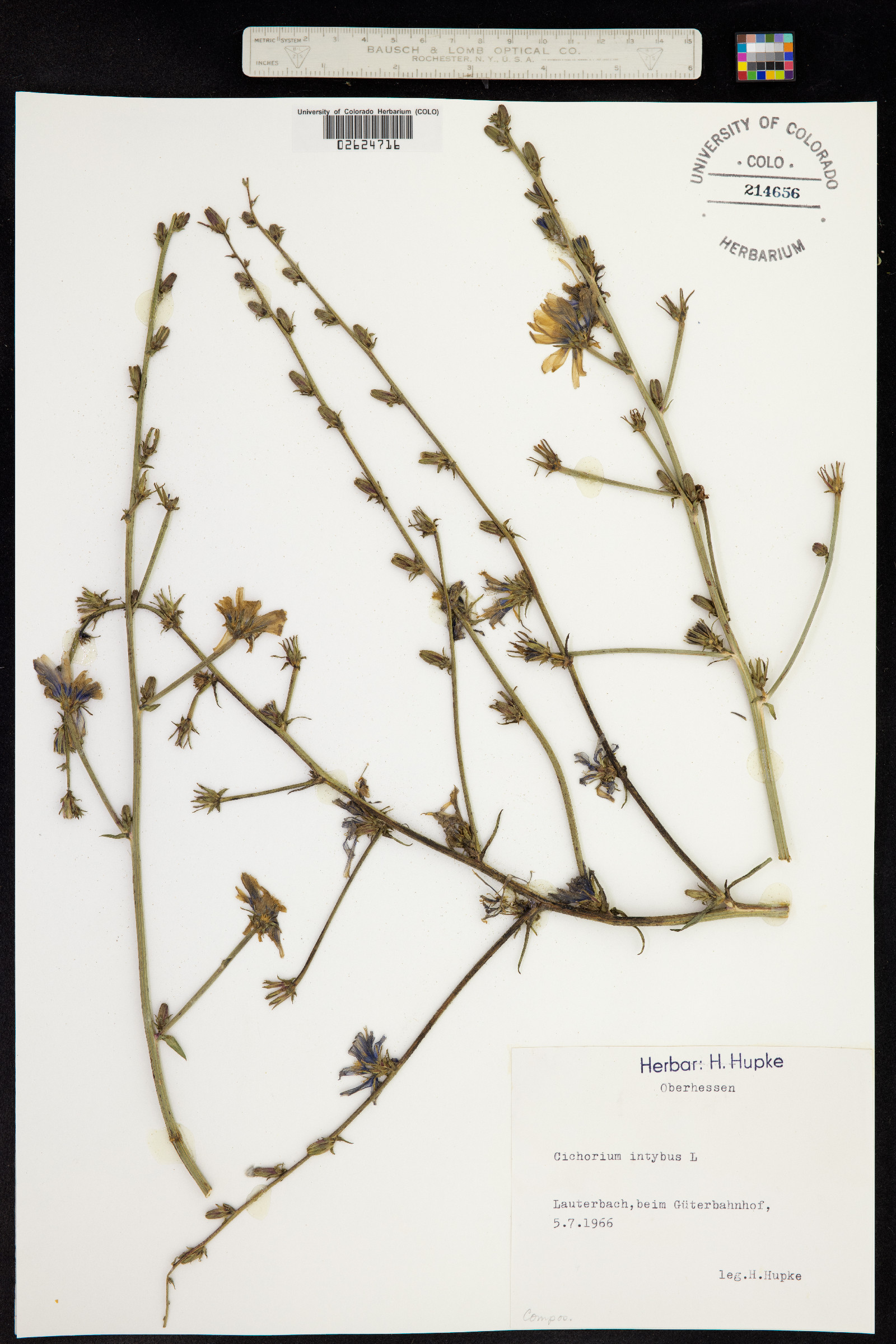 Cichorium image