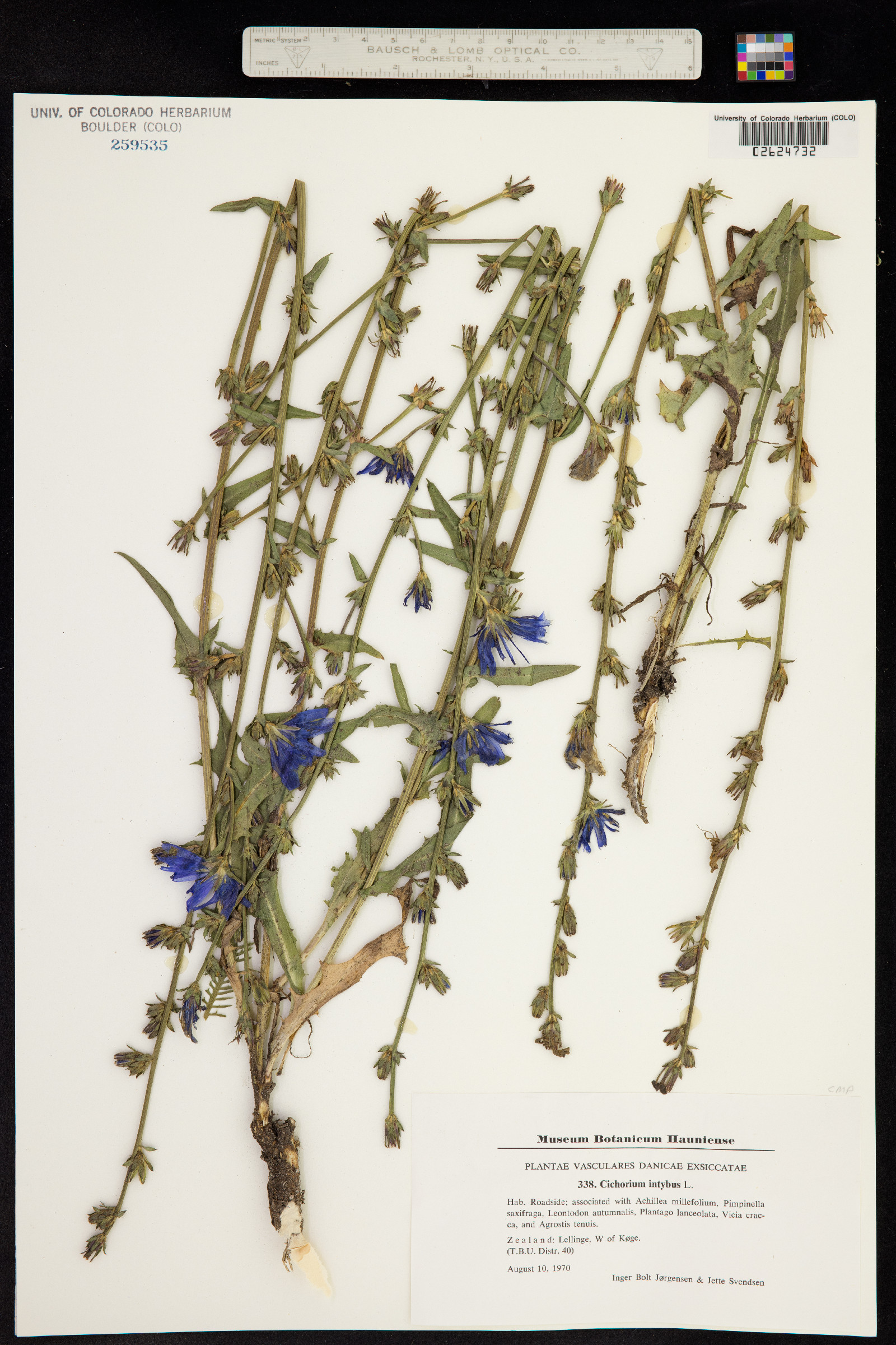 Cichorium intybus image