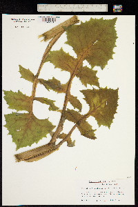 Lactuca alpina image