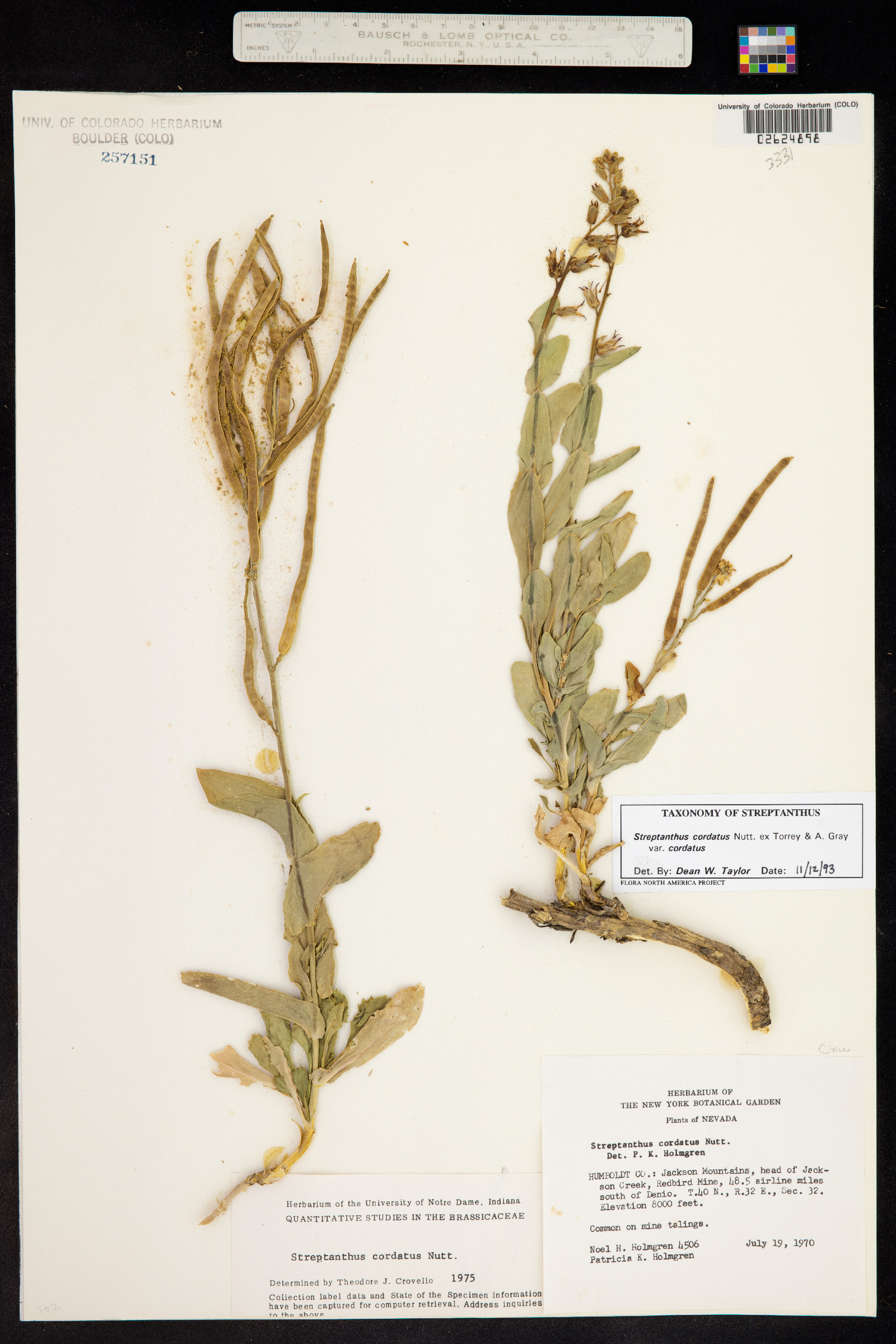 Streptanthus cordatus image