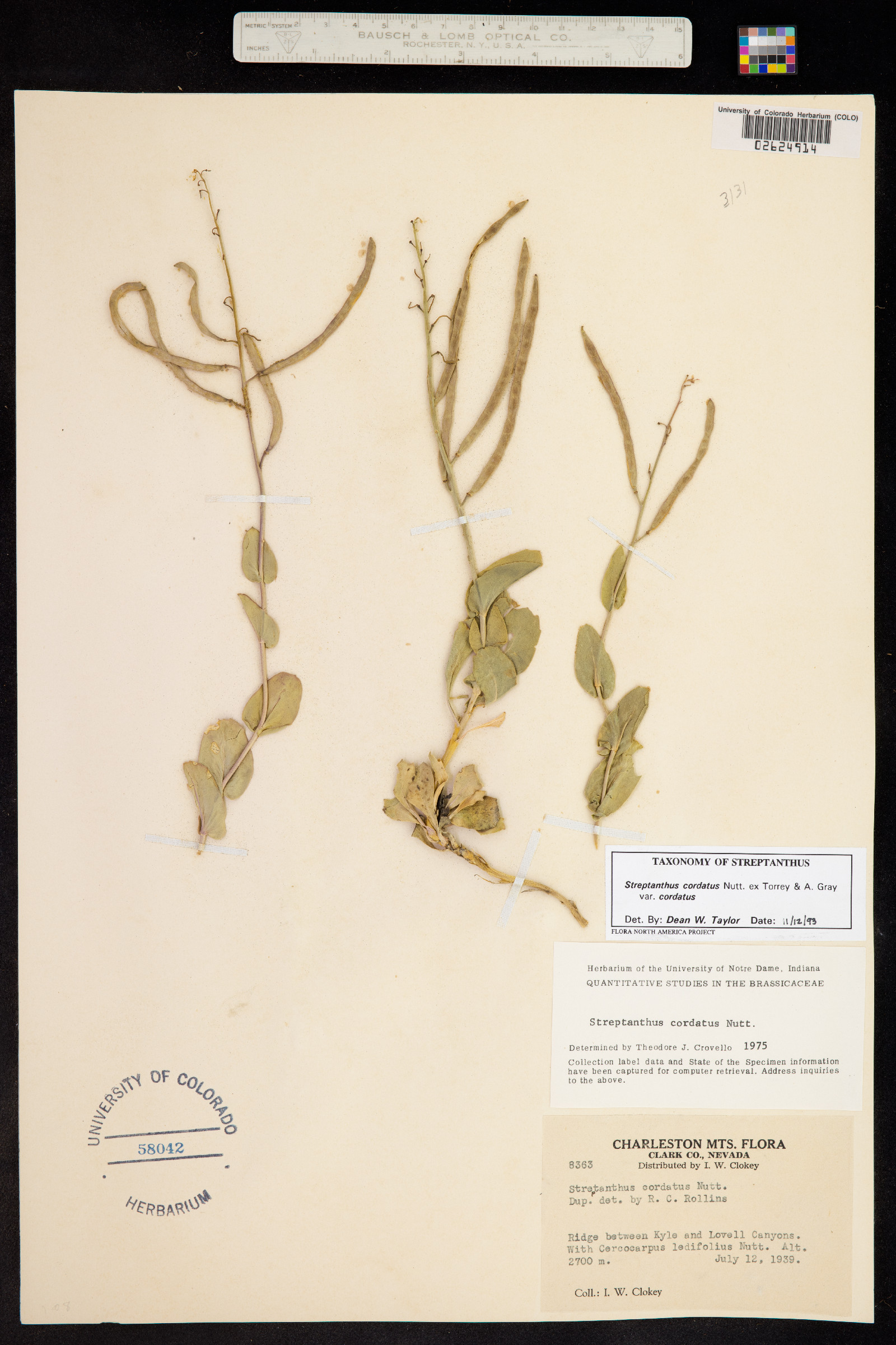 Streptanthus cordatus var. cordatus image
