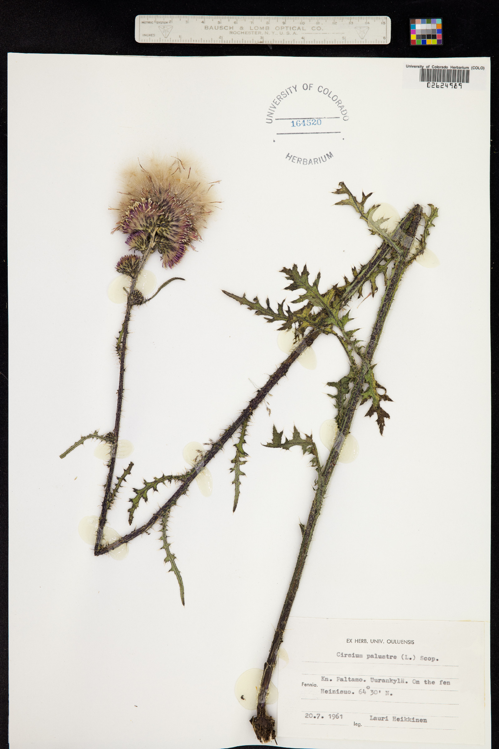 Cirsium palustre image