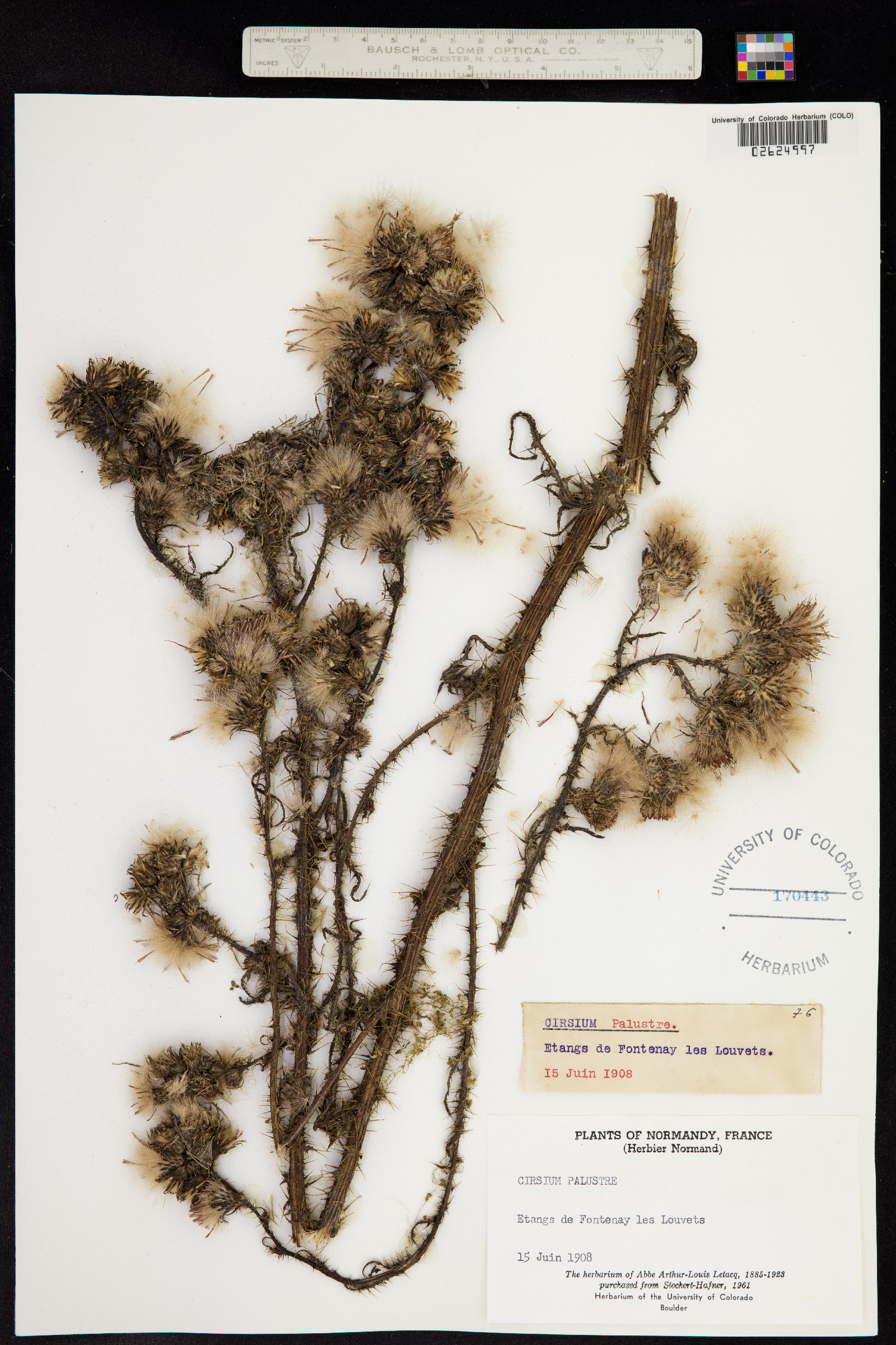 Cirsium palustre image