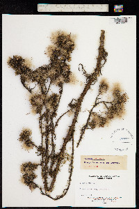 Image of Cirsium palustre