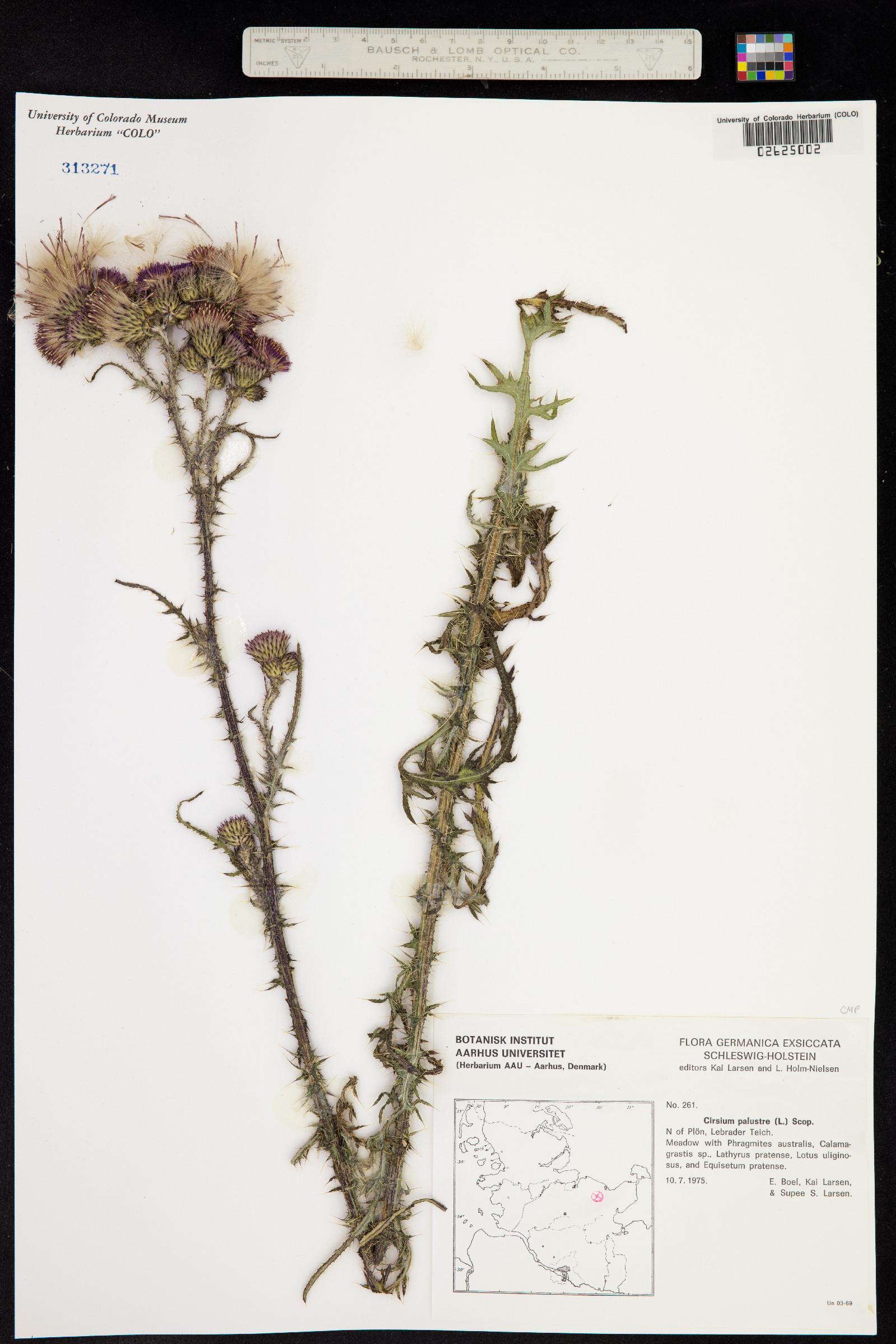 Cirsium palustre image
